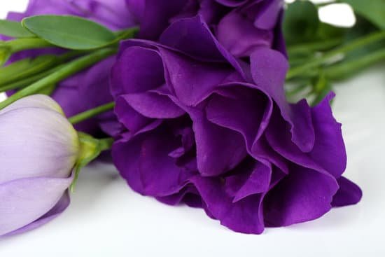 canva close up of beautiful violet flower MAD L0iUqfA