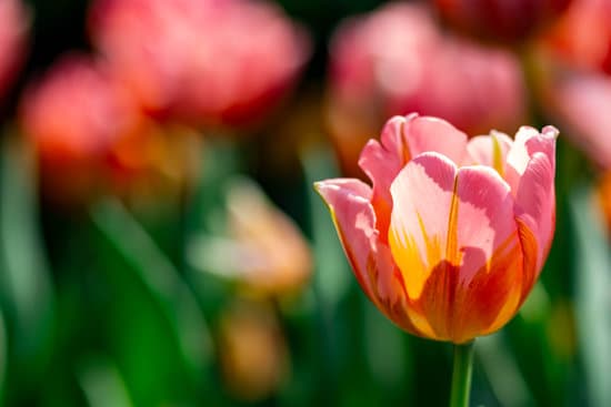 canva close up of blooming tulip MAER4OwoF0k