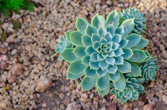 canva close up of echeveria succulents MAEPQT 8 7M