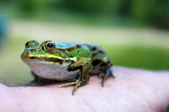canva close up of frog on hand MAD MV5QGtA