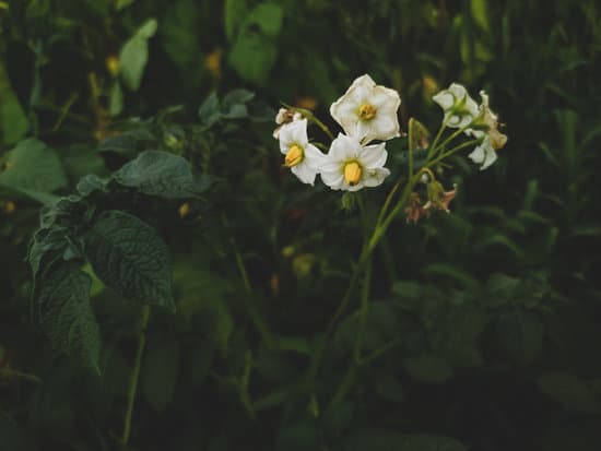 canva close up of nightshade flowers MAEnOC5sGhQ