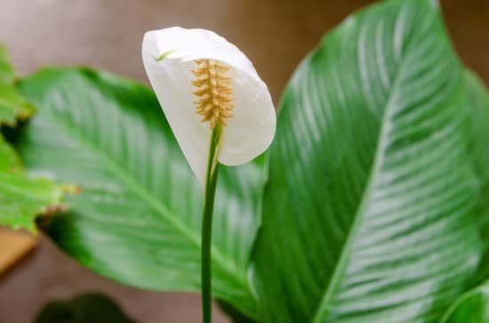 canva close up of one petal of a white flower called peace lilly against a background of green leaves spathiphyllum cochlearispathum spathiphyllum wallisii. female happiness MAEB6A8glTE