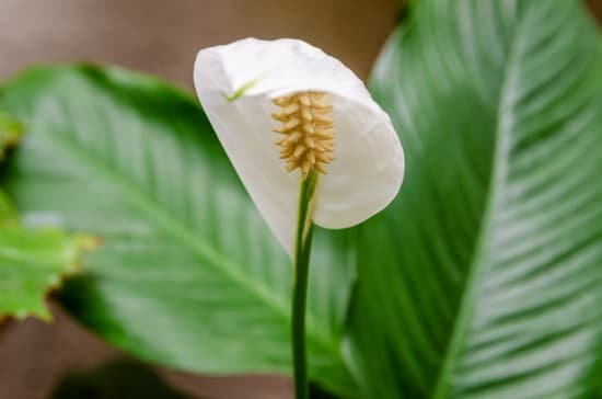 canva close up of one petal of a white flower called peace lilly against a background of green leaves spathiphyllum cochlearispathum spathiphyllum wallisii. female happiness MAEB6Ol4yeo