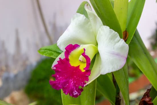 canva close up of orchid bloom