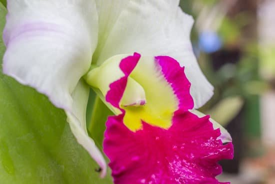 canva close up of orchid bloom
