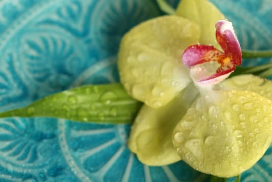 canva close up of orchid with dewdrops on blue background MAD MK4sXus