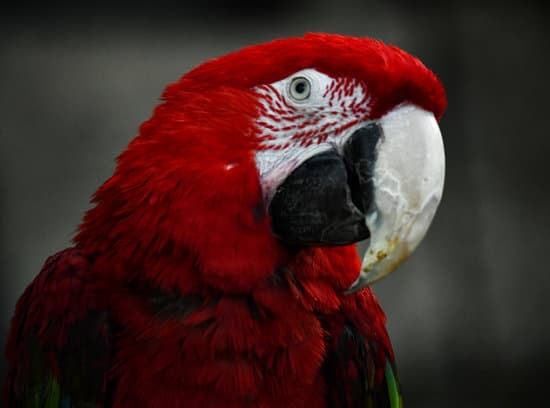 canva close up of red parrot MAEQdv8OuEo