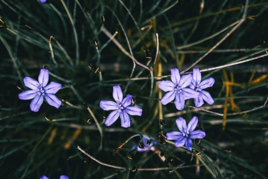 canva close up of some violet flowers and buds of aphyllanthes monspeliensis MAEOWTyWXdA