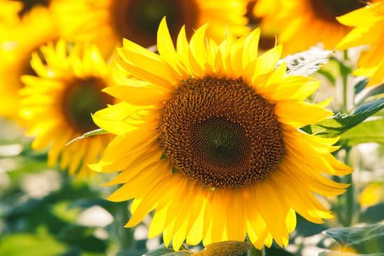 canva close up of sunflower on field MAD6vGAF8Mk