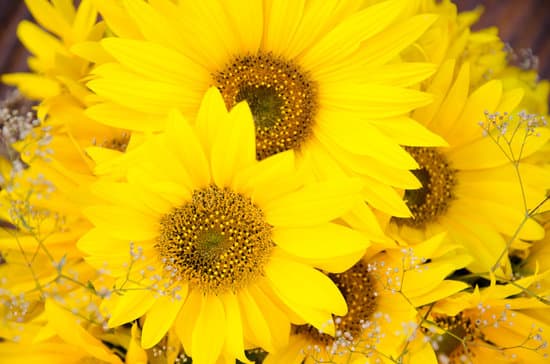 canva close up of sunflowers MAEO5ABPYvE