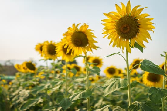 canva close up of sunflowers MAEPwb1kREs