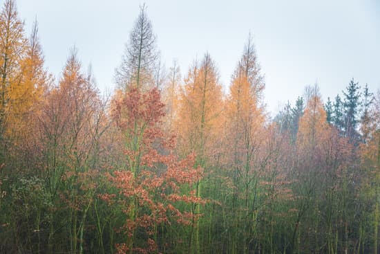 canva close up of tree tops of larch and oak forest MABj9zmjZlA