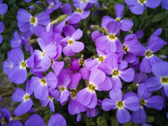 canva close up of violets MAEjBiBjSr4