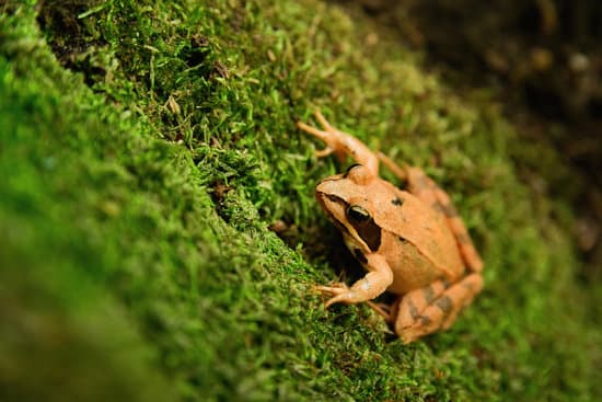 canva close up photo of a agile frog on a moss MAEO BSNISw