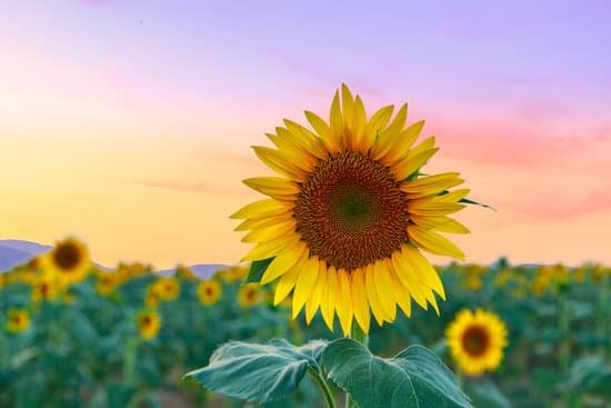 canva close up portrait of a sunflower in the field MAD6uyHRCN8
