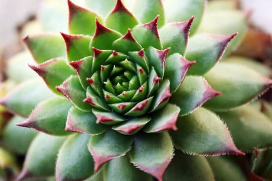 canva close up shot of a succulent plant MAD MnD93 M