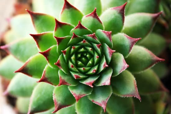 canva close up shot of a succulent plant MAD Muh49ZI
