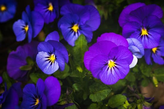 canva close up shot of beautiful purple violet pansy flowers MAD7A4rg5Vs