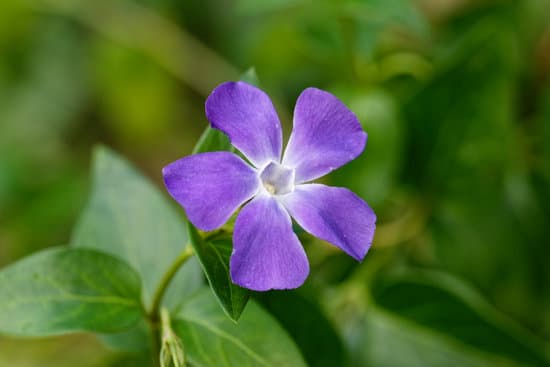 canva close up shot of purple periwinkle in bloom MAEPqC1 U M