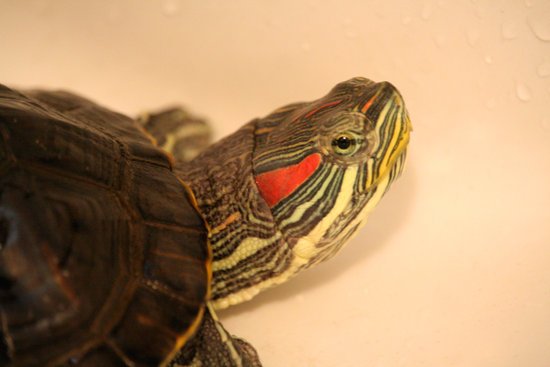 canva close up turtle MADJio6RIXI