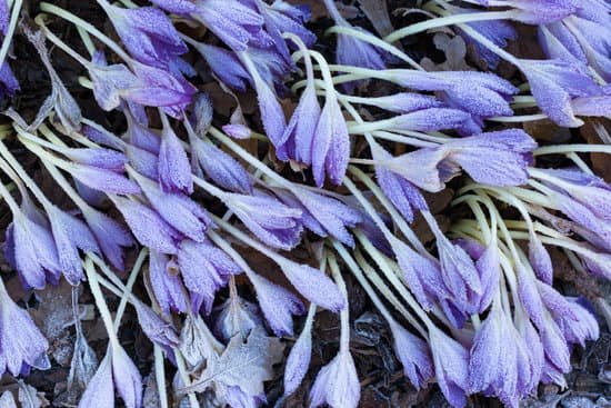 canva close up withered violet crocus flowers covered by hoarfrost MAEF65oHjpY