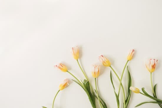 canva closed tulips on light background MAEAKUhYugw