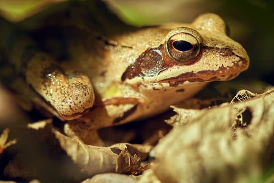 canva closeup of a brown frog MAC IObYods