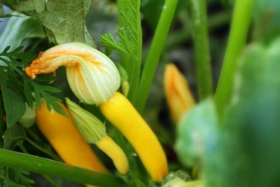 canva closeup of a growing zucchini MAD REQ3rqA