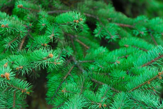 canva closeup of a pine tree MAD 7VDEvV0