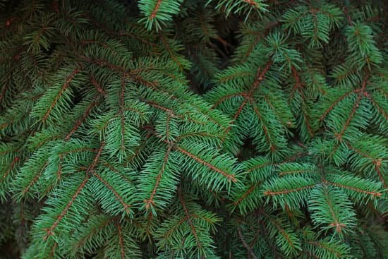 canva closeup of a pine tree MAD 7Z8OrHg