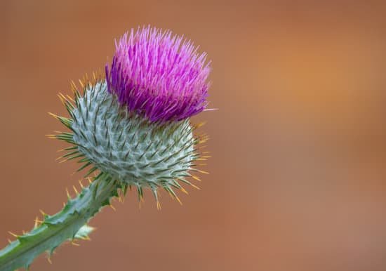 canva closeup of a purple thistle MAEEh7bMWoM