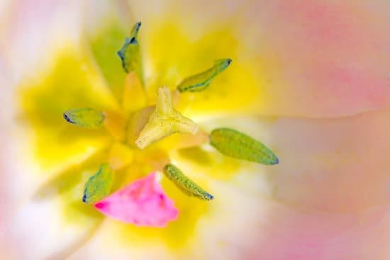 canva closeup of a tulip pistil MAD88fCz4Xw