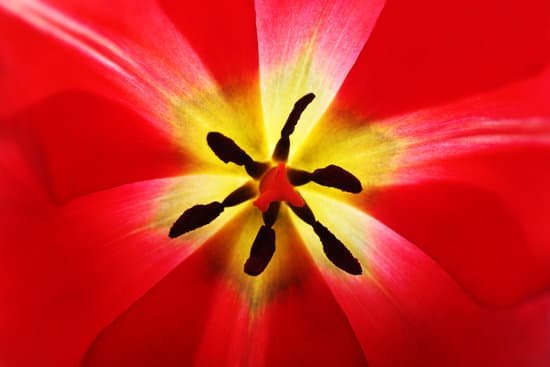 canva closeup of beautiful fresh tulip MAD MV0 U3E