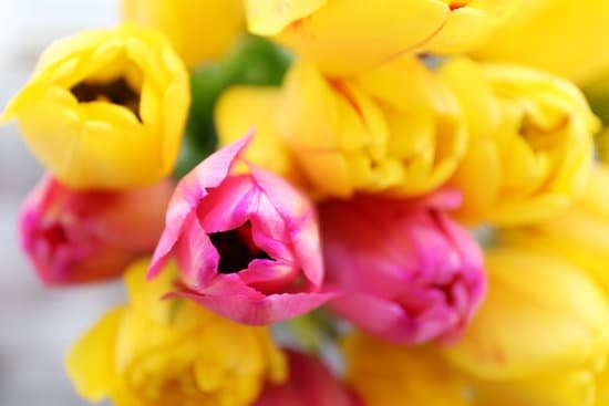 canva closeup of bouquet of tulips MAD MZFyY3A