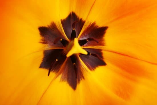 canva closeup of fresh orange tulip MAD Mbzjyj8