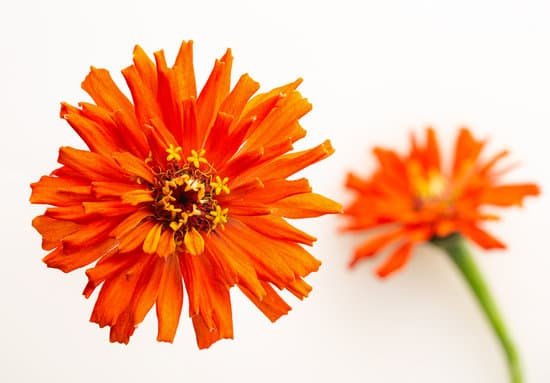 canva closeup of orange zinnia MAELvLu2AIs