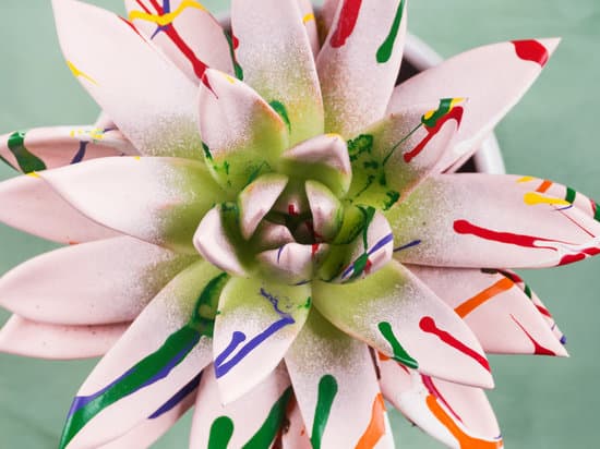 canva closeup of painted succulent MAEPPZ1q2rQ