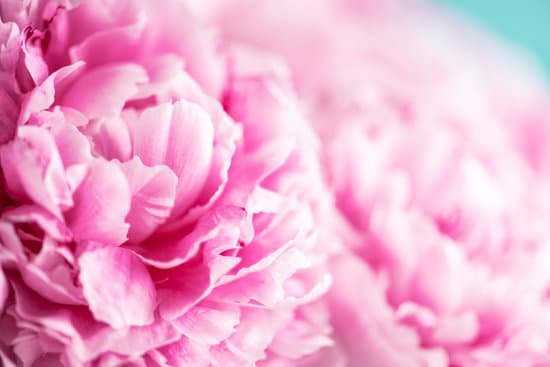 canva closeup of peony flower MAEGCKhvh3g