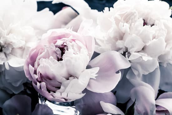 canva closeup of peony flowers MAD