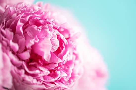 canva closeup of peony flowers