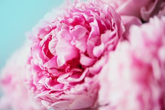 canva closeup of peony flowers MAEGCL uoNA