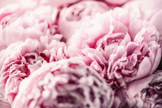 canva closeup of peony flowers MAEGCN6mIgs