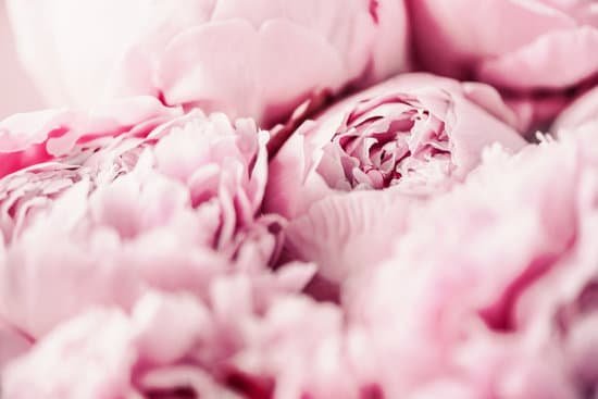 canva closeup of peony flowers MAEGCNvv bg