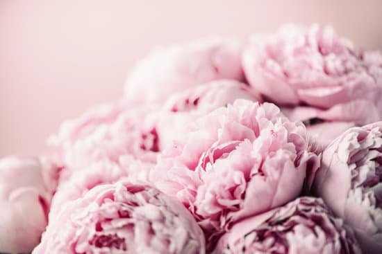 canva closeup of peony flowers MAEGCOP0Dvs