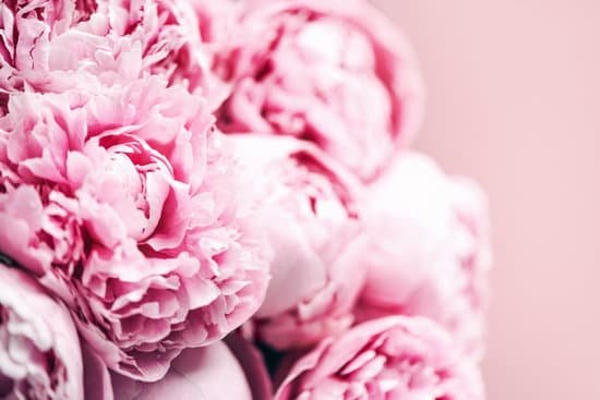 canva closeup of peony flowers on pink background MAEGCBsU9AE