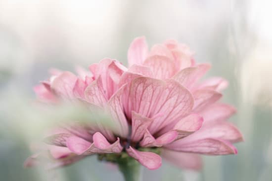 canva closeup of pink zinnia MAEPmemqMFc