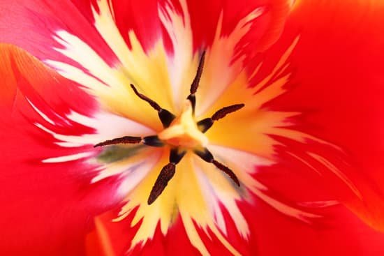 canva closeup of red tulip MAD Mdp5XFI