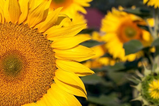 canva closeup of sunflower at a field MAD6vIszWEo