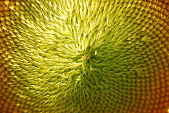 canva closeup of sunflower head MAEKNu01Ojk