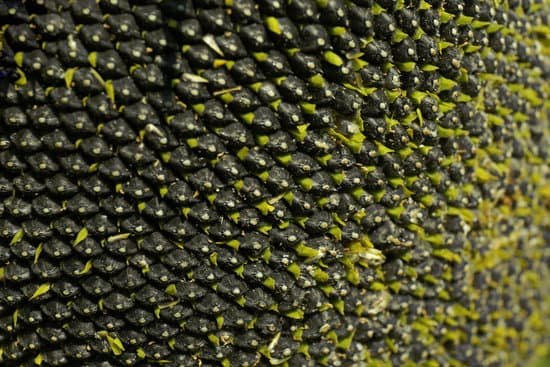 canva closeup of sunflower seeds MAD Muwa5s4